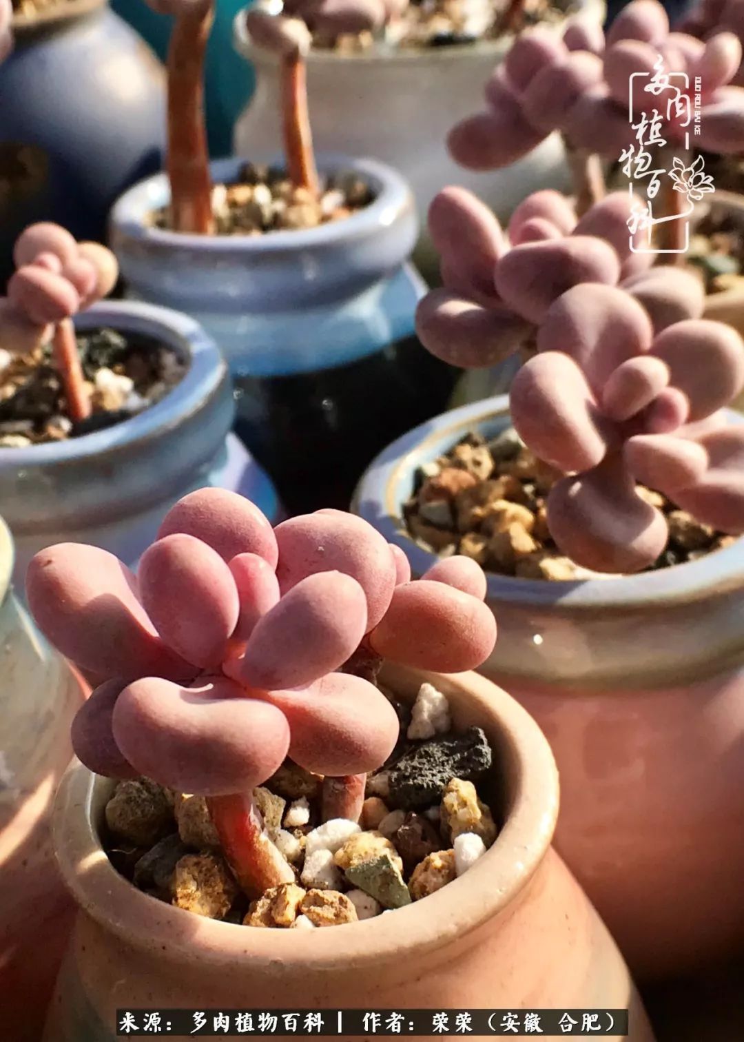 金秋时节,变化带来的惊喜不正是养肉的乐趣所在么!