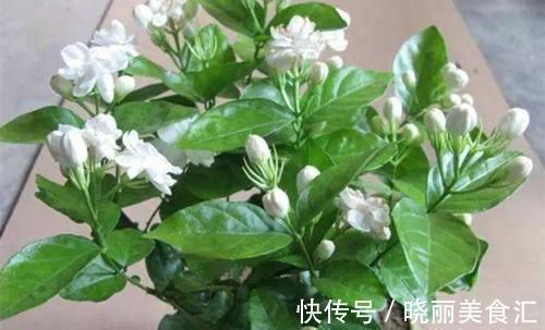 土壤|茉莉换盆并不难,只需做好这几件事,植株服盆快,长势旺盛