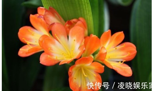 养花|给君子兰浇水时加点料,一月用2次,叶子油绿有光泽。