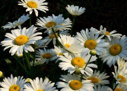 几种花养家里,寓意超好的,福旺运旺财更旺,开花吉祥