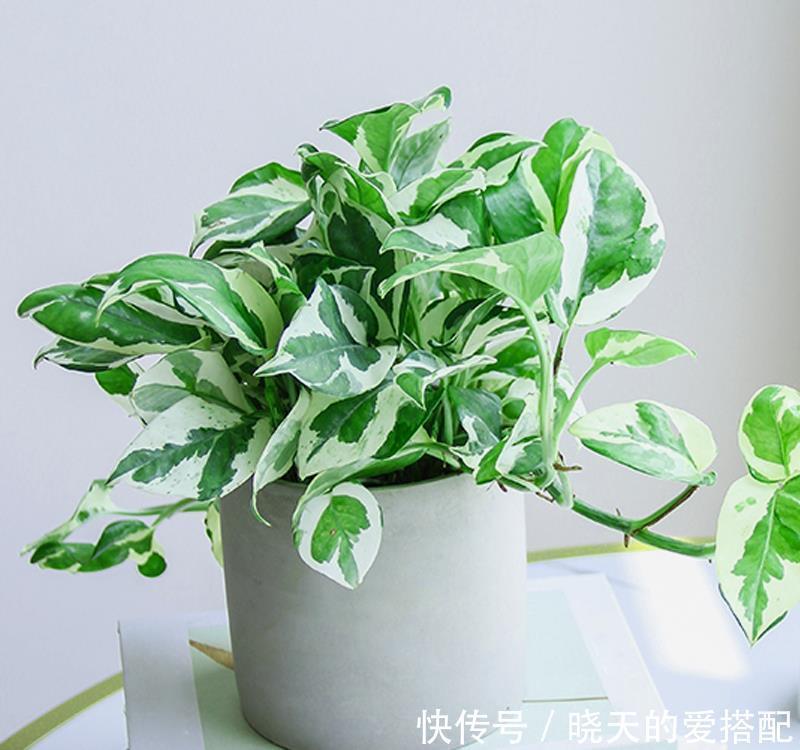 绿萝样式品种原来这么多,来看看你都认识哪一种,有没有惊艳到你