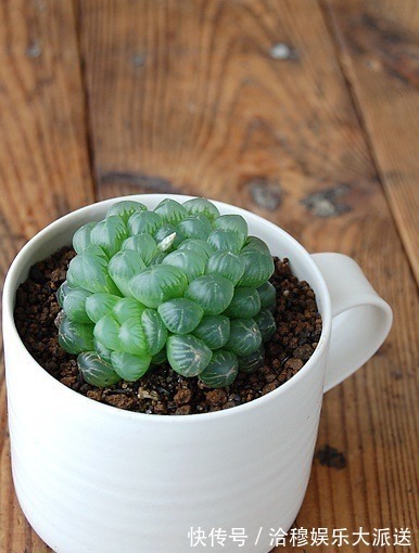 夏天多肉养不活那是你没找对方法,学一招帮它度过休眠期!