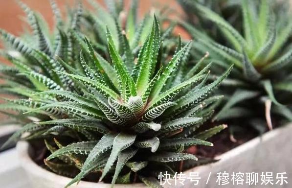 养花坏习惯不趁早摆脱这3臭毛病,居家盆栽长久不了