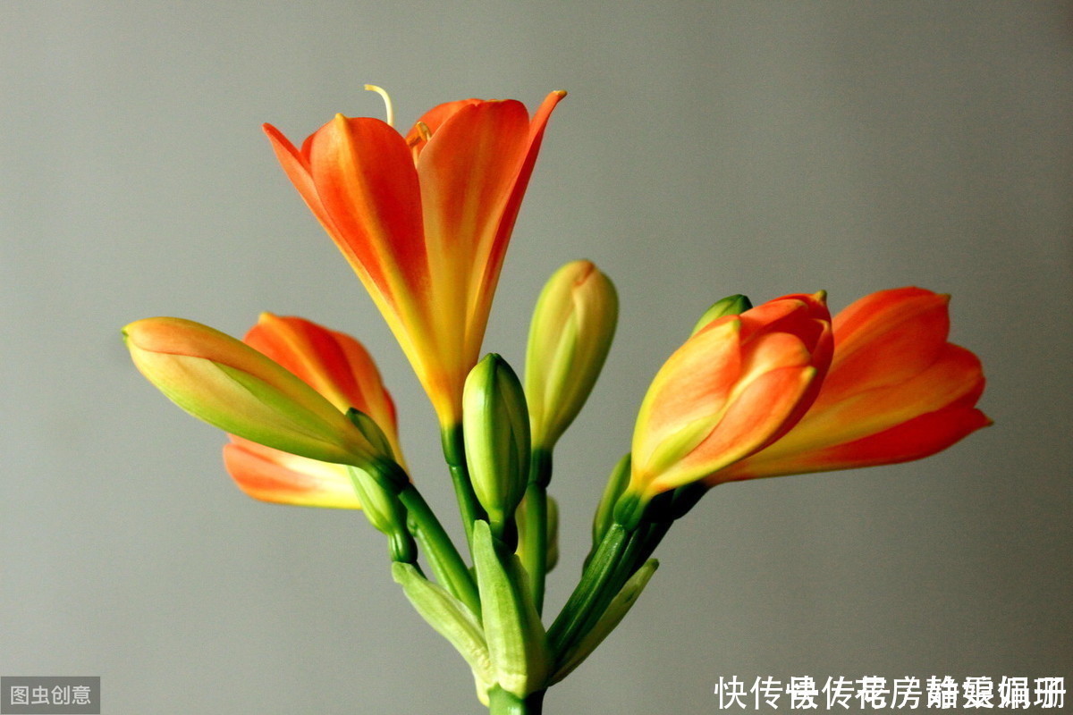 花中君子|叶纹深,品相好,年年花开,花中君子需要这么来养护