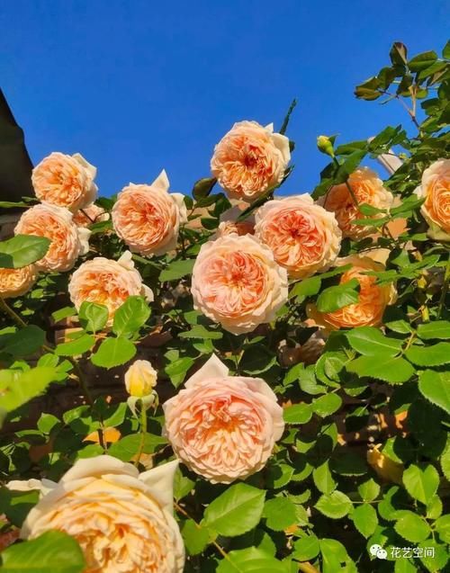 “最累”的8种花，花开连续几个月，一次开花几百朵！