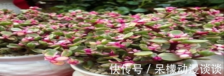 土壤|金枝玉叶如何养好？做好这关键几点，开出灿烂的花朵