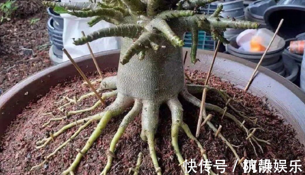 腐烂|沙漠玫瑰“烂茎”不要放弃,掌握救治技巧,让它长出“八爪根”