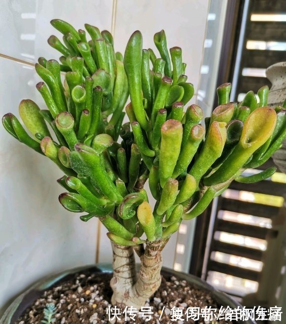能“吸财”的多肉，养盆吸财树，肥水不要少，半年养到手臂粗