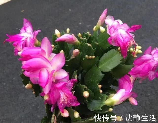 这6种花，夏天要休眠，浇水越多死得越快