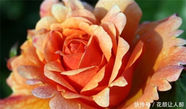 “珍品月季”红舞裙,美艳多娇,四季丰花勤开,非常值得拥有