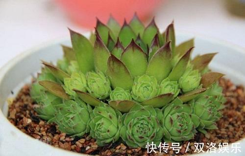 植株|这种多肉样子像莲花,做好这4点,安全过夏还能“爆盆”