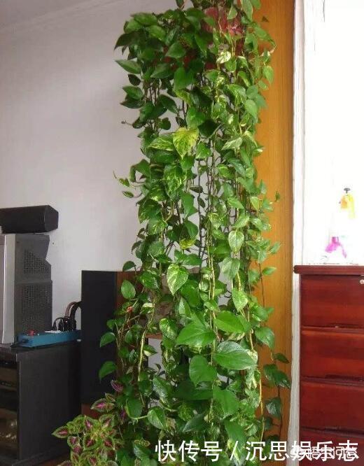 叶片|绿萝越养越小改3个毛病,一会“绿瀑布”,一会“绿萝墙”