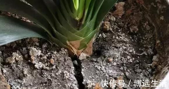 土壤|养花土板结“戳不动”，“2种水”家家都有，七天浇1次，疏松肥沃