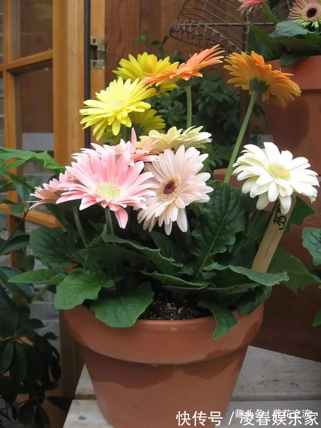 一年四季可以养在室内的开花植物和观叶植物,附新手养护教程