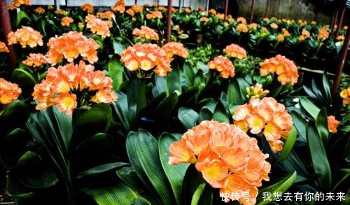 叶子|君子兰开花少给它喝点神仙水,叶子坚挺肥绿,开花100朵!