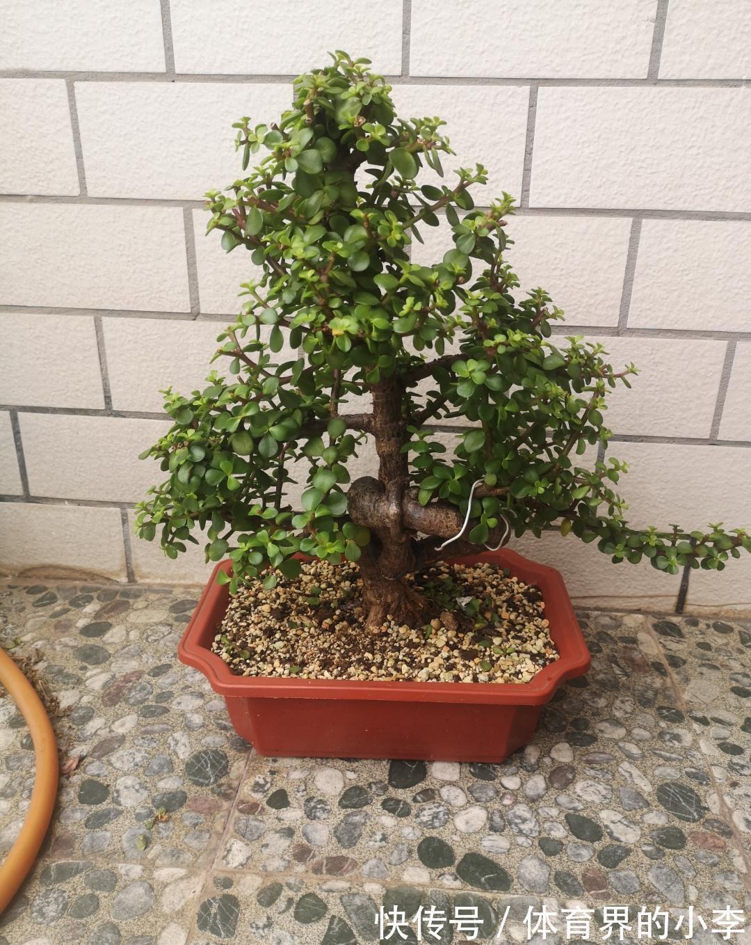 三元复合肥|金枝玉叶长势差,土里埋“三废料”,新枝咕噜蹿,养成繁花小老桩