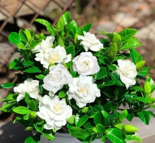 长势|9月养栀子花，牢记4个小技巧，新叶长满盆，还能再次开花