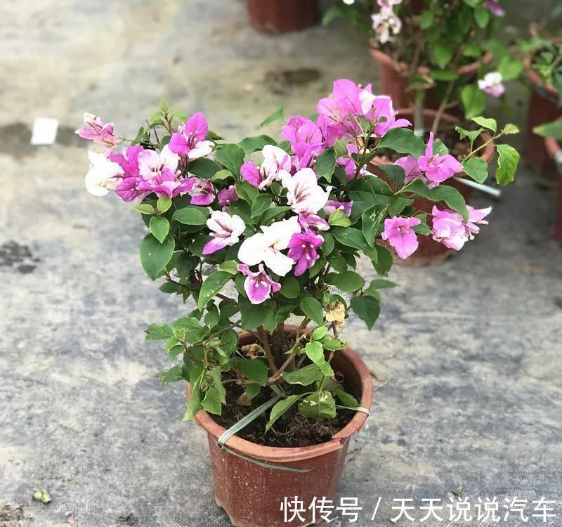 曝光花贩子的骗人手段,难怪养不活,都被他们忽悠了,快点醒悟吧