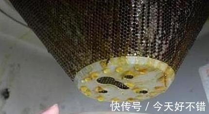 君子兰|养君子兰,蟹爪兰,一种液体滴盆里,枝叶疯长,开花旺