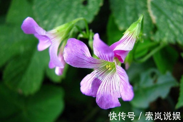 狂风雨|12生肖“财运”，与出生月份息息相关，谁是天生多财多福之人