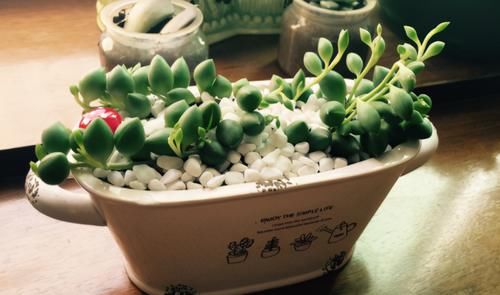 养多肉，在这些“时候”真的不需要动手控水