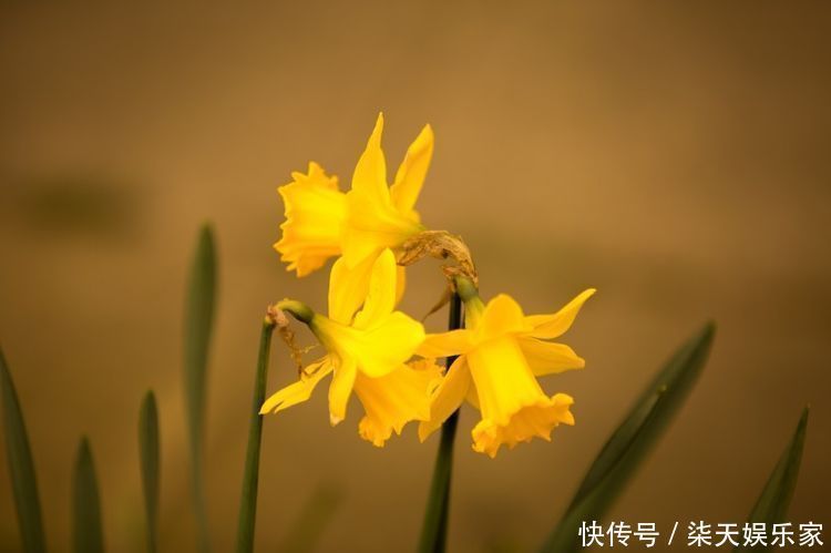 生肖|天生“老板娘”命的三大生肖女，异性缘十分旺盛，旺夫相十足