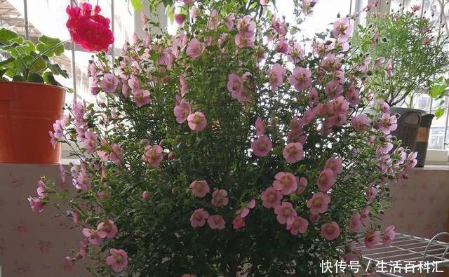 棒棒糖形状的小木槿养成,别看它瘦瘦的,注意养护开花真的很简单