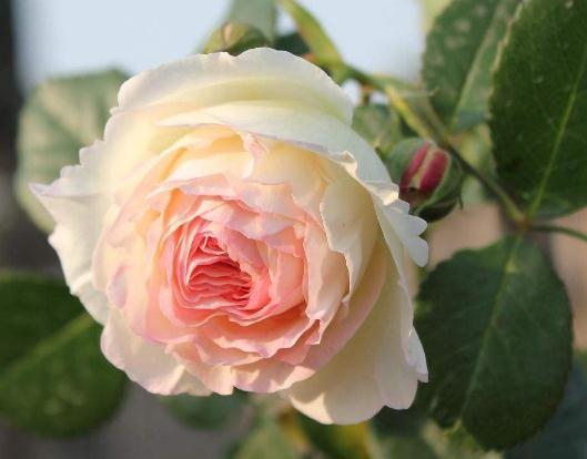 养月季、蔷薇，喝点“激花水”，花苞立马上枝头，花儿开不断