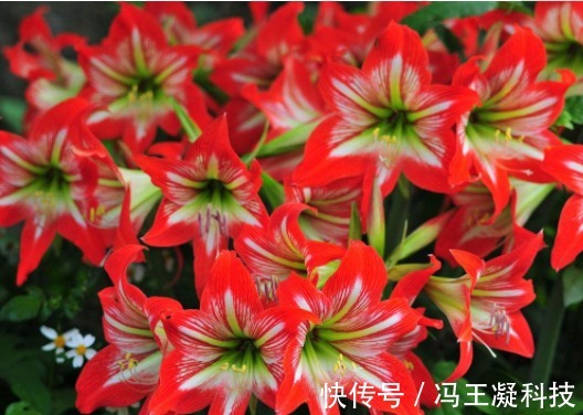 喜欢养花,不如养朱顶红,花开精致大气,枝叶繁茂旺盛,盆栽佳品