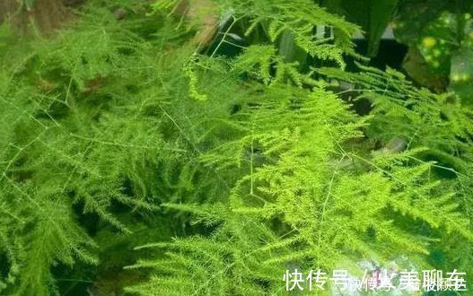 喜欢养花,就养这4种花,剪得越”狠“长得越多,香气”飘满屋“