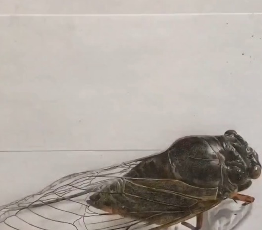 手绘!美术生手绘知了,成品很有料,而画纸裁剪后:抓住,不然飞走了