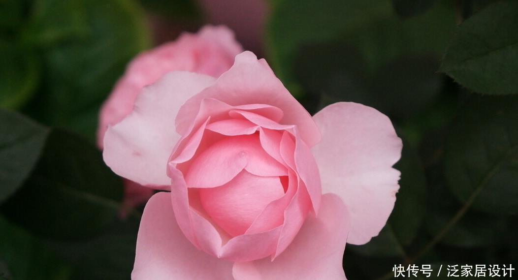 茶花一年能否长半米 全看当下养功 老花匠的经验 值得借鉴 粉紫色