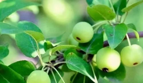 食物|女性担心老太快，三伏天多吃三种食物，排毒淡化色斑，改善睡眠