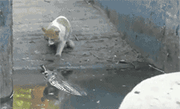 |搞笑GIF趣图:上一秒霸气十足,下一秒跪地求饶