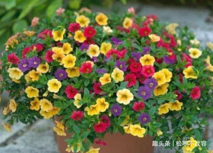 彩虹花|几种花旺宅、招财好兆头,寓意好又好养,谁养谁喜欢