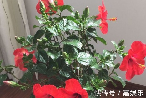 养花|新手养花，不如养盆花中精品“贾尔迪娜”，花美色艳，爆盆成花树