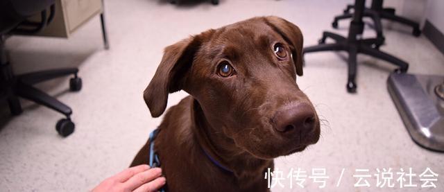 并发症|患白内障的狗狗越来越多!究其原因,跟主人过度宠爱也有关