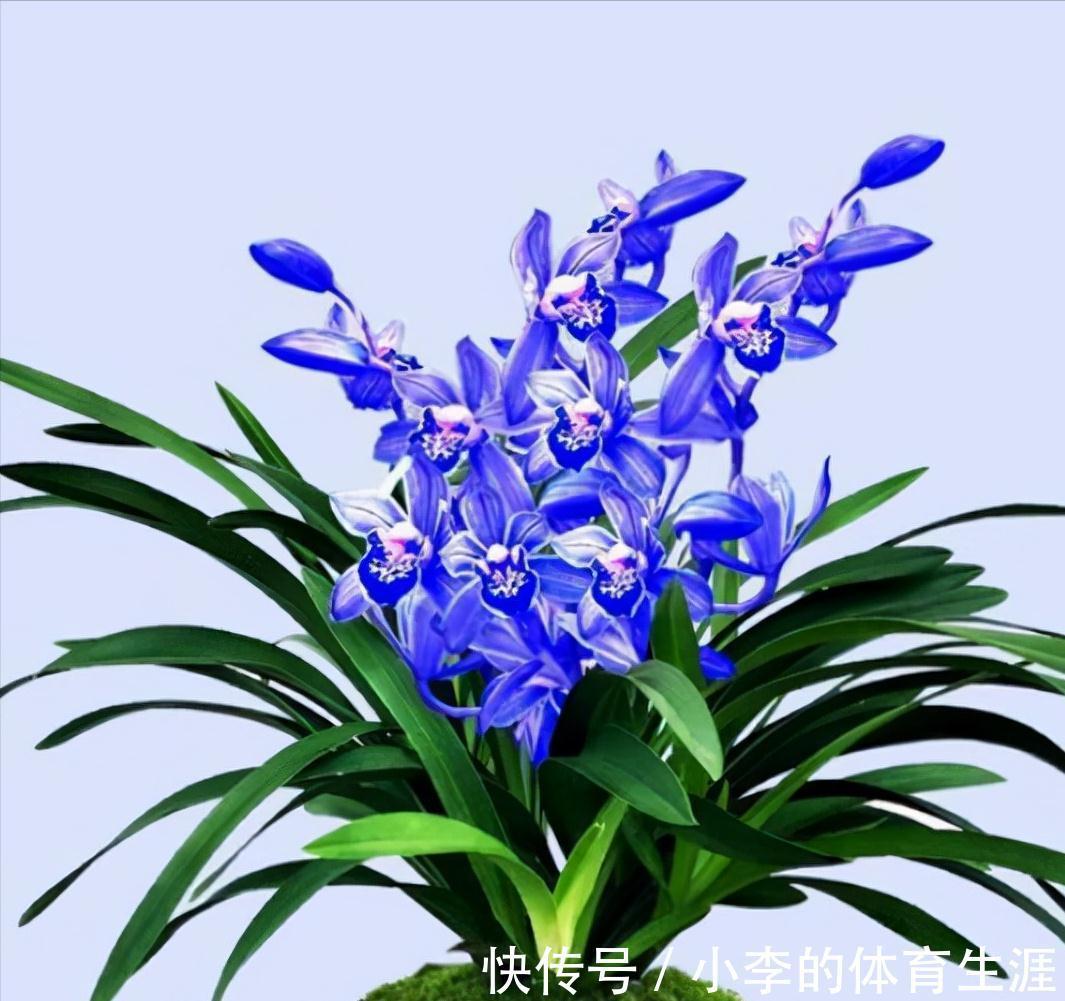 这款蓝色四季兰,突然就火了,人称最美兰花,遇见别错过