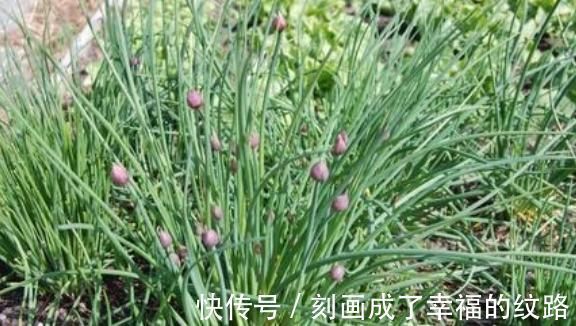 小根|农村遍地生长的十大野菜，浑身都是宝，降三高防癌，城里人抢着吃