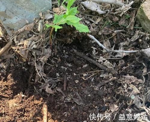 混搭土养花技巧:备上这几样,从此养啥花都能轻松应对
