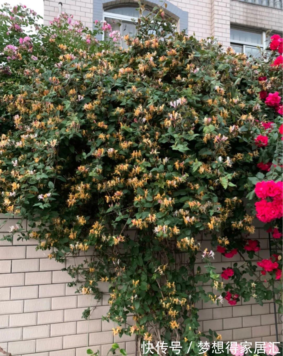 养到烦人的花,盆都不够用,扔掉还很心疼