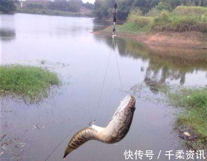 垂钓|钓这几种鱼不谈什么钓技,只要水里有鱼,一般人都会钓