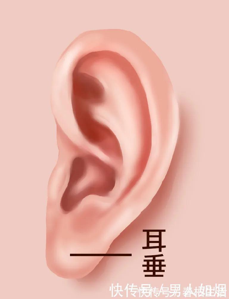 耳朵|耳朵上有张“保健地图”,每天这样揉5分钟,哪里不适调哪里