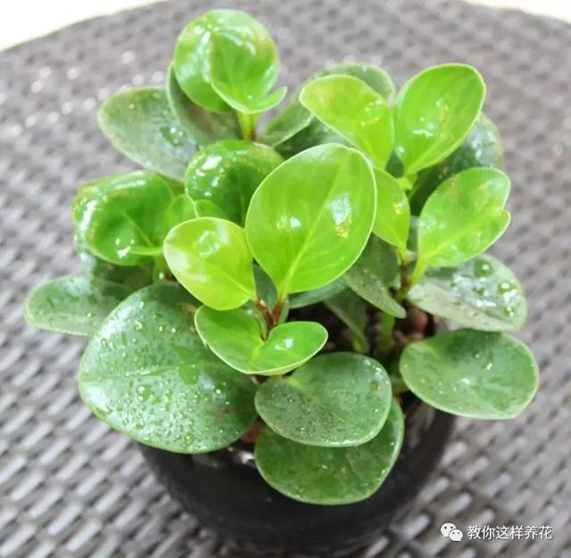 4种花别再种土里了,丢水里更好养,还更漂亮!