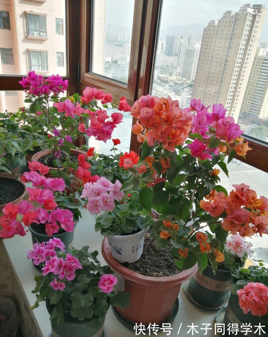 繁殖|3种花不用买,路边掰点枝叶扦插,天热生根快,轻松繁殖一大群