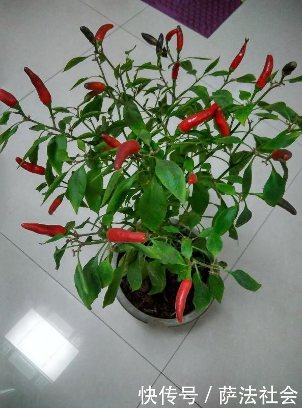 阳台养上“3种菜”,吃一茬长一茬,全家吃都够了