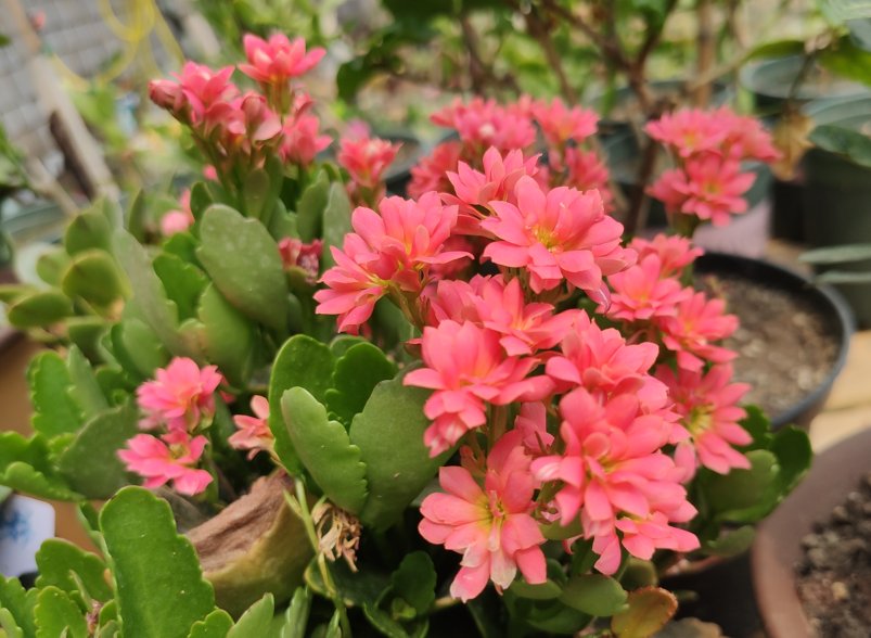 家中常见的6种花要“穷养”,花盆小一点,少水少肥更旺盛