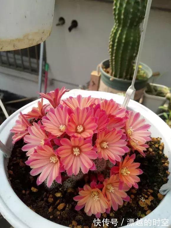 3种仙人球,就像“开花机器”,一开上百朵,个个了不起!