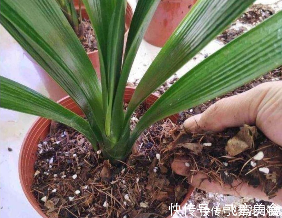 养君子兰，掌握4个养护“技巧”，根系粗壮，叶子油绿光亮