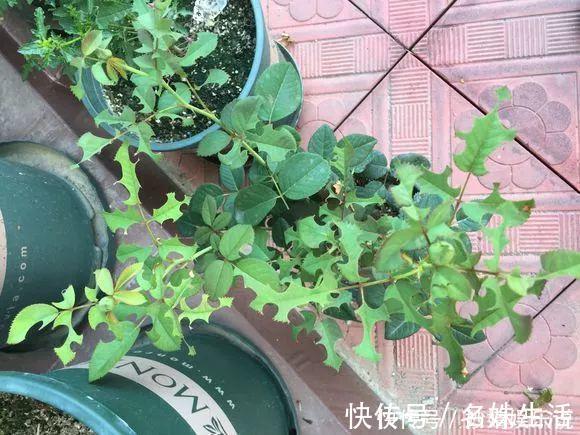 沙子|盆里埋点它,小虫子全没了,花越长越茂盛!